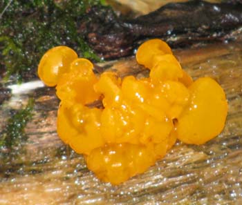 Orange fungi growing on a log (photo by Karl Searl)