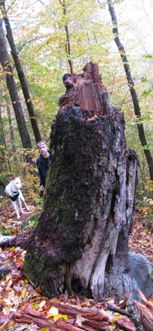 Dasher and Matt peeking around a huge stump at the B18 crash site (photo by Karl Searl)