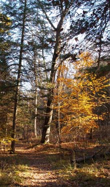 Blue Mountain School Trail (photo by Webmaster)