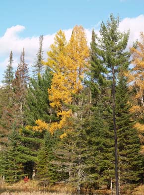 Mix of conifer trees by the wetlands pond (photo by Webmaster)