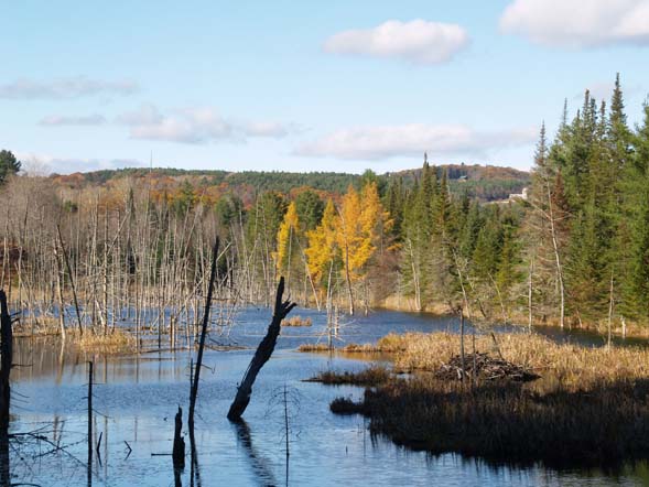 View of the wetlands pond area from Blue Mountain School Trail (photo by Webmaster)