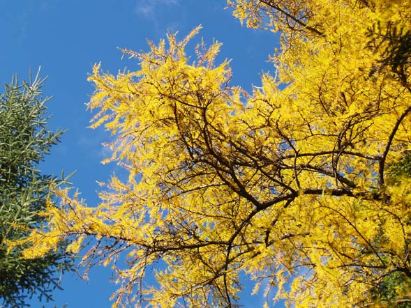Golden-colored tamarack silhouetted against the blue sky (photo by Webmaster)