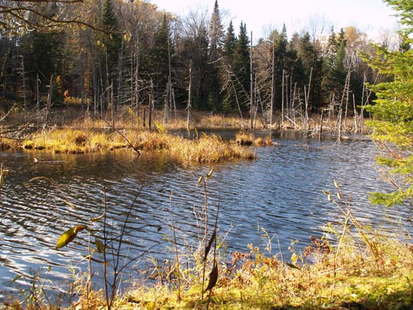 Wetlands pond, taken from the Cross Vermont Trail (photo by Webmaster)