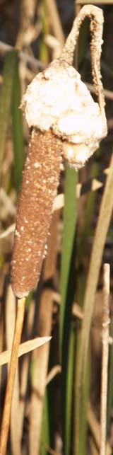 Cattail (photo by Webmaster)