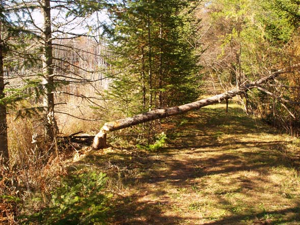 Tamarack tree felled by a beaver, on the Cross Vermont Trail (photo by Webmaster)
