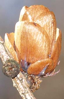Tamarack cones grow upright on the branches and are less than an inch tall (photo by Webmaster)