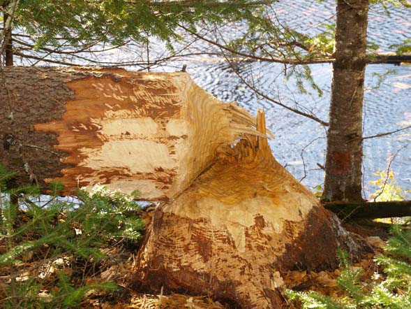 Tamarack tree felled by a beaver (photo by Webmaster)