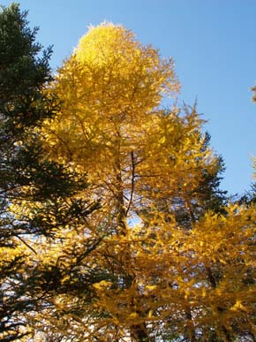 Tamarack tree bearing its fall colors (photo by Webmaster)