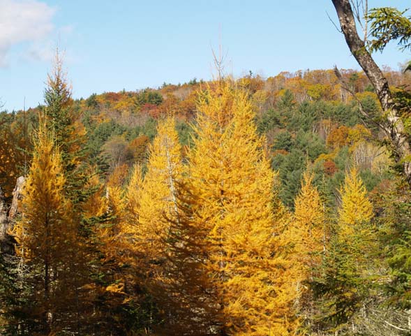Tamaracks, with more colored foliage in the background (photo by Webmaster)