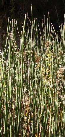 A bunch of scouring brush horsetails (photo by Webmaster)