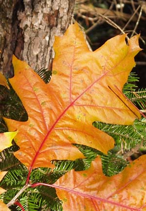 Orange-colored oak leaves along Cross Vermont Trail (photo by Webmaster)