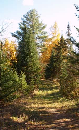 Cross Vermont Trail (photo by Webmaster)