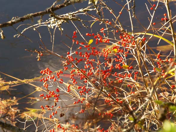 Berries (photo by Webmaster)