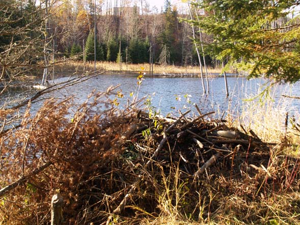 Beaver lodge on the shoreline (in the foreground) (photo by Webmaster)