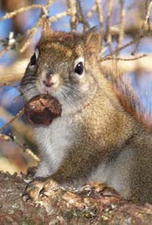 Red Squirrel at Wenlock Wildlife Management Area (photo by Webmaster)