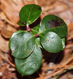 Wintergreen (photo by Webmaster)