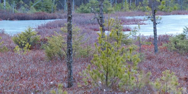 Black Spruce Bog (smaller pond) (photo by Webmaster)