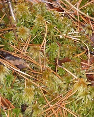 Sphagnum Moss (photo by Webmaster)