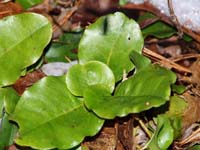 Trailing arbutus (photo by Webmaster)