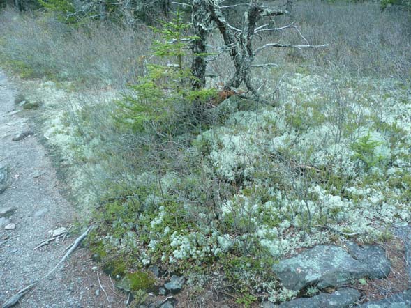 Lichen and moss along Ship Harbor Trail (photo by Chip Lary)