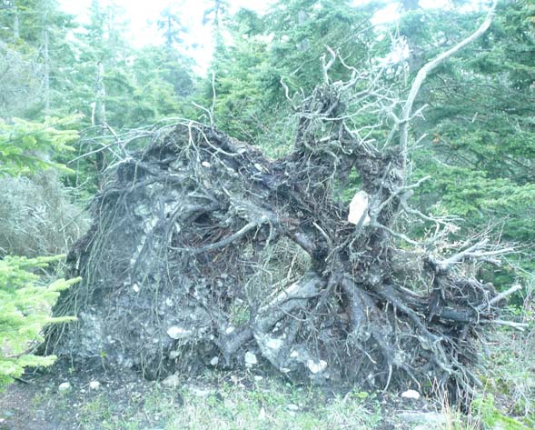 Root ball of fallen tree along Ship Harbor Trail (photo by Chip Lary)