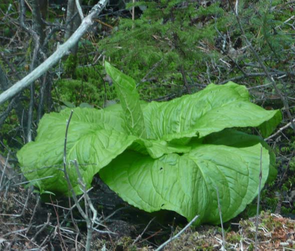 Skunk cabbage along Wonderland Trail (photo by Chip Lary)