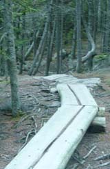 Boardwalk on Ship Harbor Trail (photo by Chip Lary)