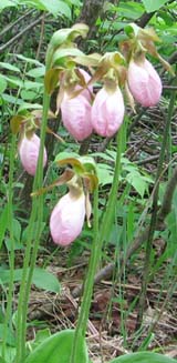Pink ladyslippers (photo by Dennis Marchand)