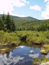Beaver swamp along Zealand Trail (photo by Webmaster)
