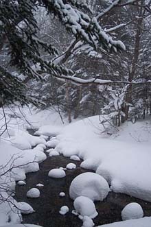 Brook (photo by Rachel Bowles)